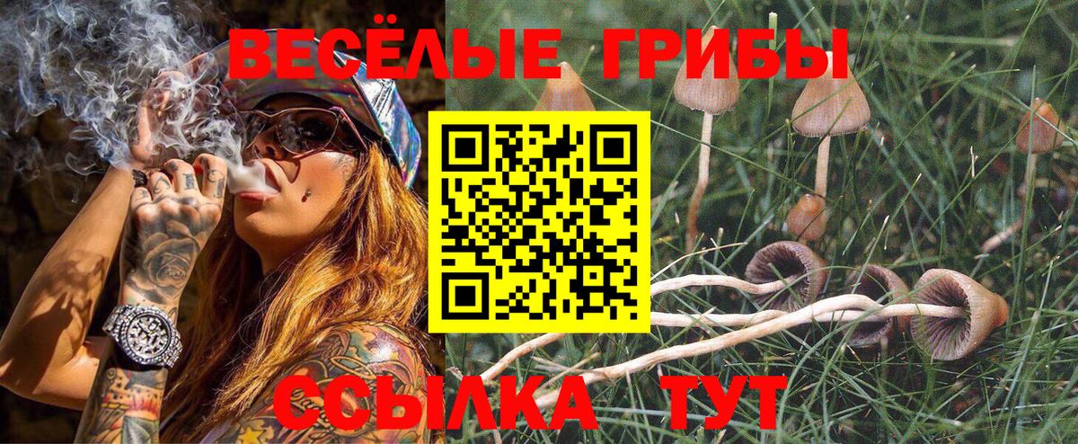 Псилоцибиновые грибы Psilocybe  Вход с VPN  где продают   Россия 